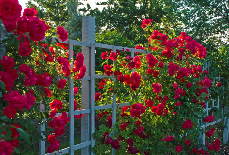 Плетистые розы и их соседи в ландшафтном дизайне