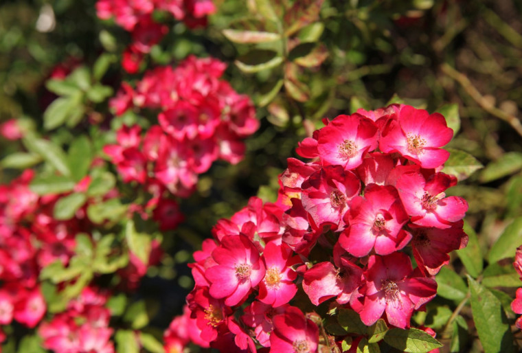 Специфика выращивания цветов в горшках и цветочных корзинах