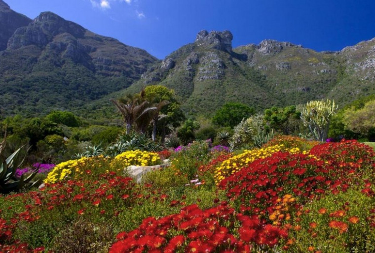 Первый ботанический сад в Южной Африке