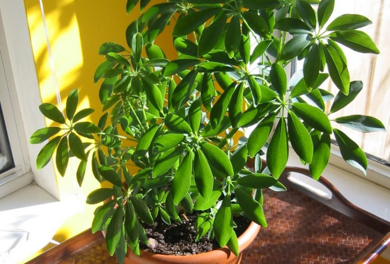 Шеффлера - тропическое растение принадлежит к семейству аралиевых