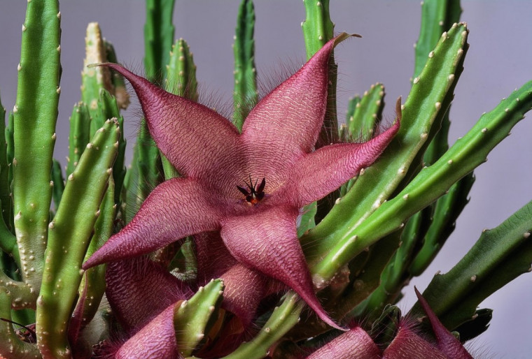 Стапелия – влаго- и тенелюбивое растение