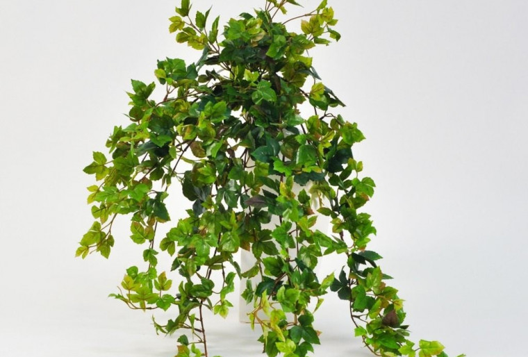 Ройциссус - декоративно-лиственное растение