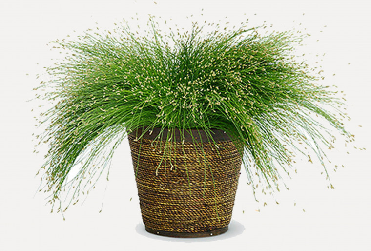 Сцирпус – многолетнее травянистое растение