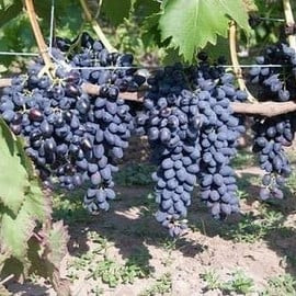 Виноград Надежда АЗОС для ландшафтного озеленения