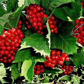 Калина Красная гроздь для ландшафтного озеленения