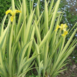 Ирис болотный Вариегата Iris pseudacorus Variegata